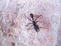 муравей 24